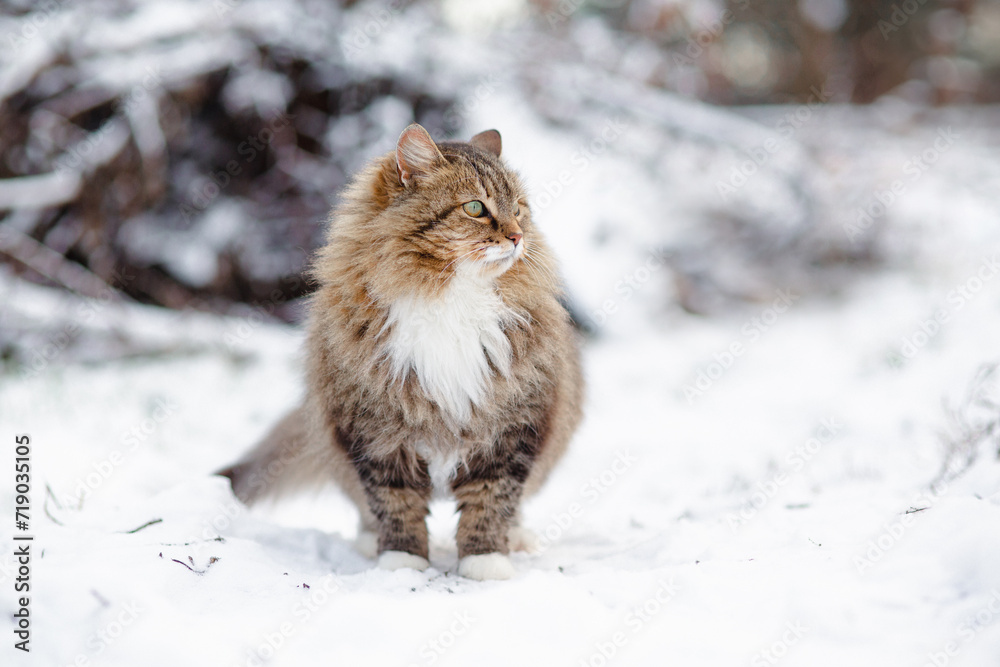 beautiful fluffy Siberian cat in winter garden, pet walking in rural yard on background of white snow beautiful fluffy Siberian cat in winter garden, pet walking in rural yard on background of white snow