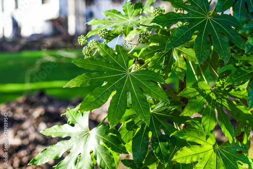 Fotografiet Fatsia japonica growing in the garden on a beautiful sunny day, selective focus on the leaves