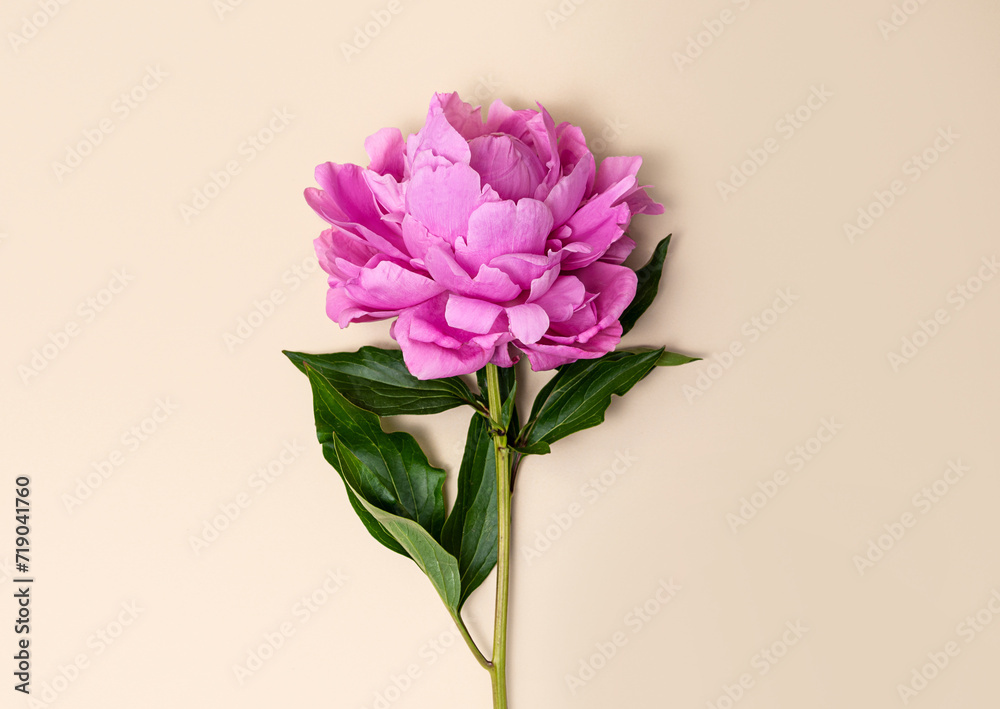 Pink peony on a beige background. Floral background. Floral design.