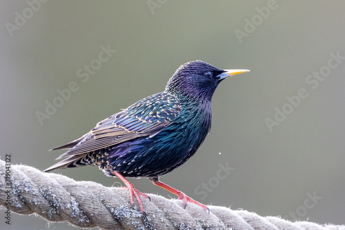Common starling on a rope photo