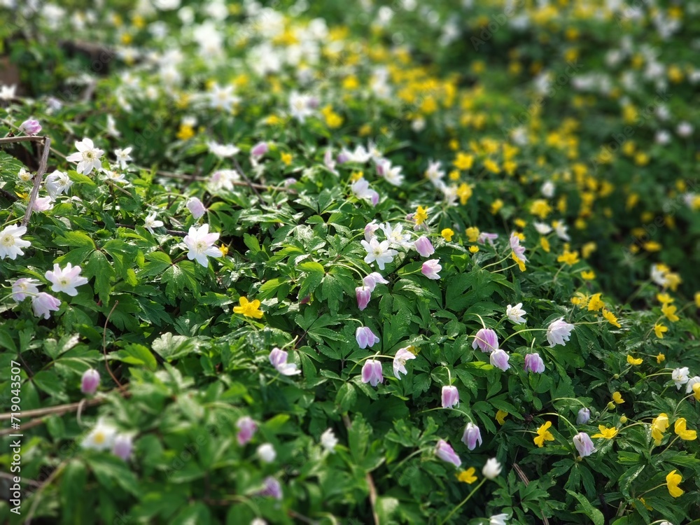 Bright fresh forest flowers on a sunny lawn