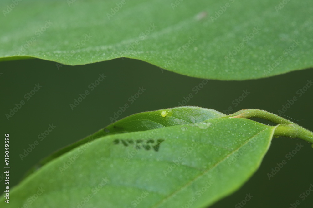 Zebra swallowtail butterfly egg on pawpaw leaf Zebra swallowtail butterfly egg on pawpaw leaf