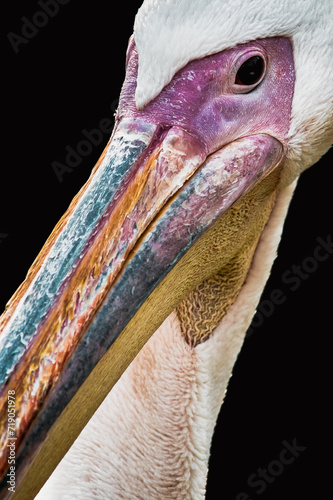 Portrait of a great white pelican (Pelecanus onocrotalus) on a black background