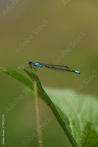 Bluet damselfly  © Papilio