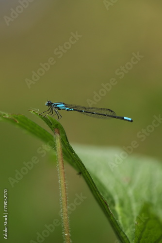 Bluet damselfly 