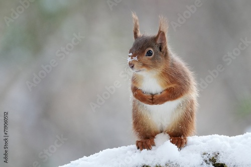 Red squirrel in the snow © Gordon