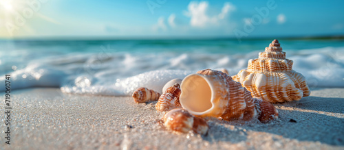 Close up of many seashells, sea shell on the sandy beach, with ocean in the background