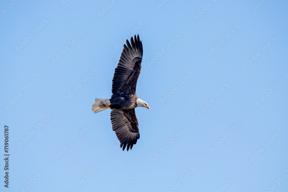 Naklejka premium A bald eagle soars in the blue sky with full wingspan on a winter day in January in Iowa. Photo shows the underside of the bird. 