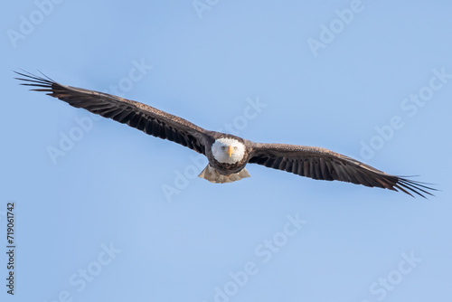 Cuadro en lienzo Front view of a bald eagle soaring in the blue sky on a winter day in January in Iowa