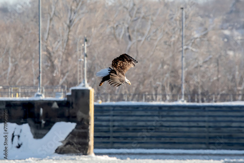 A bald eagle dives for a fish above the Mississippi River on a January day in Iowa.  photo