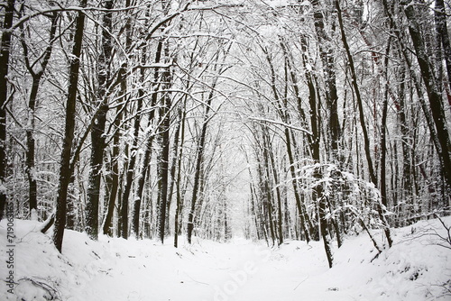 snow covered trees