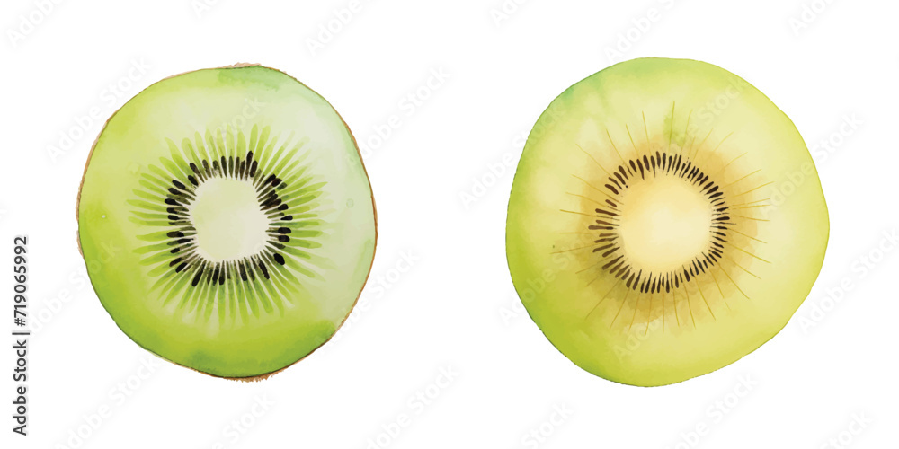 Fototapeta premium kiwi fruit watercolor vector illustration