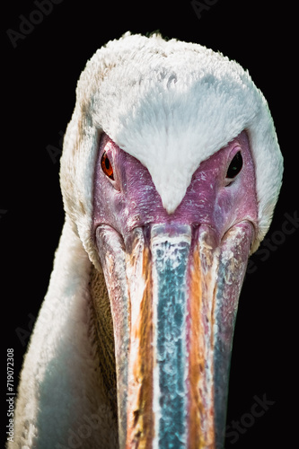 Portrait of a great white pelican (Pelecanus onocrotalus) on a black background