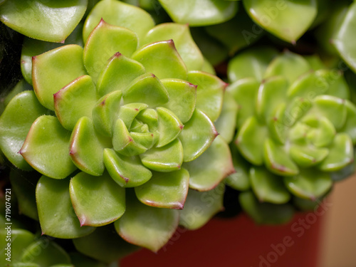 detail of a succulent plant photo