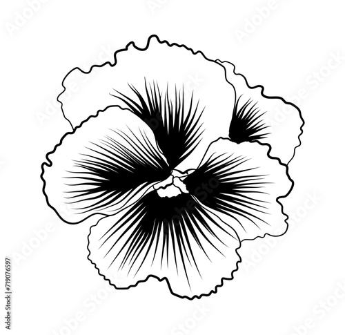 hand-drawn flower pansies vector illustration