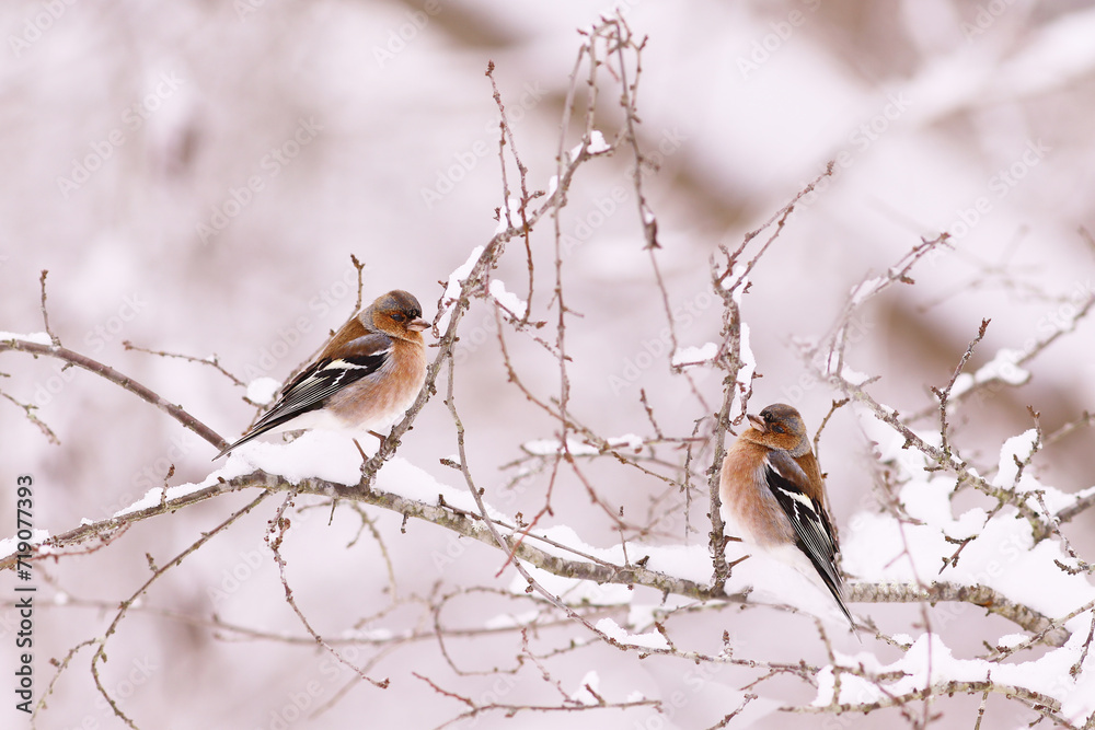 Finches rest, sitting on snow-covered branches... Winter.... Finches rest, sitting on snow-covered branches... Winter....