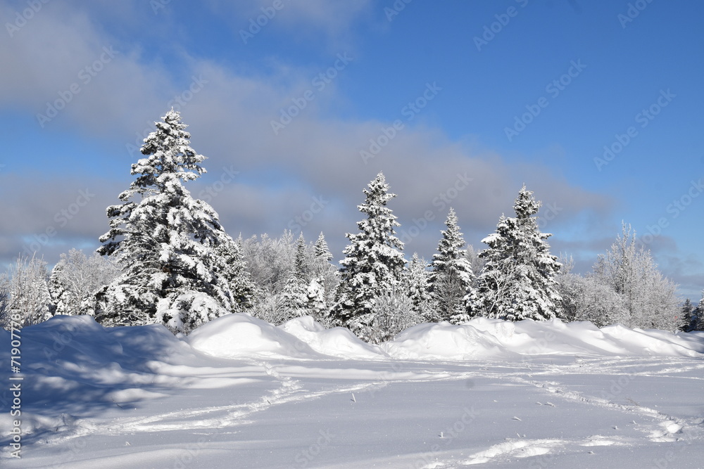Snow-covered trees after the storm, Sainte-Apolline, Québec, Canada