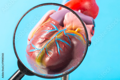 Mockup of a human heart under a magnifying glass on a blue background. Heart examination concept, heart diseases pericarditis, cardiomyopathy and hypertension, close-up photo