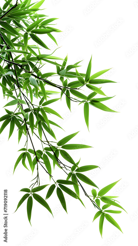 Obraz premium Green bamboo branches isolated on white background