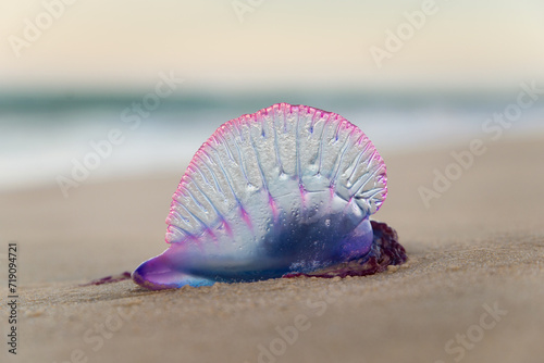 Portuguese man o' war, Physalia physalis, washed on the sandy beach