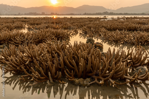 sunset over fields of coral reef