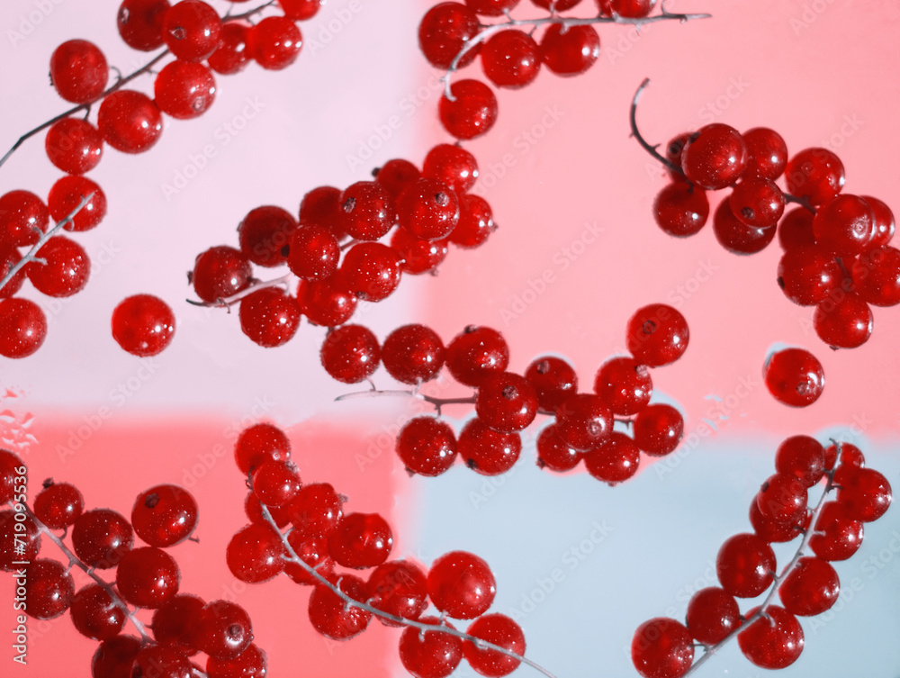 Redcurrant berries on pink water drops background. Red berry bunch. Currant berry food concept. Food aesthetic. Colorful abstract wet surface. Wet berries. Branches of currants. Pink aesthetic. Redcurrant berries on pink water drops background. Red berry bunch. Currant berry food concept. Food aesthetic. Colorful abstract wet surface. Wet berries. Branches of currants. Pink aesthetic.