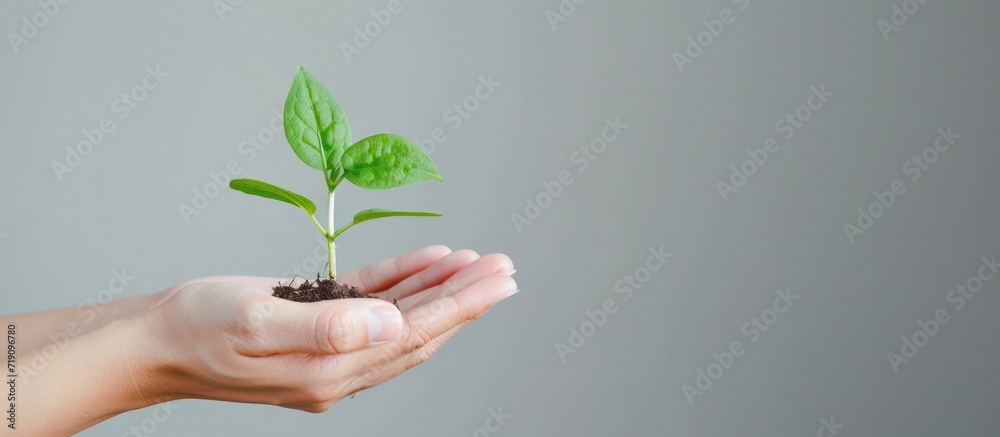 Hands holds small green plant seedling , copy space , sustainability concept Hands holds small green plant seedling , copy space , sustainability concept