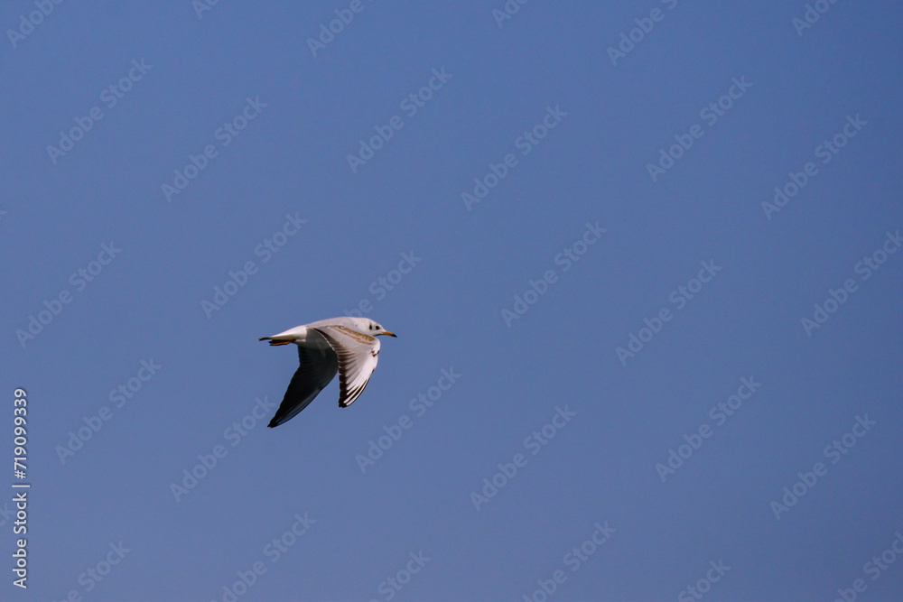 Vega Gull flying on the blue sky. Wild seabird in natural environment