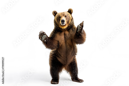 Brown bear standing isolated on white background