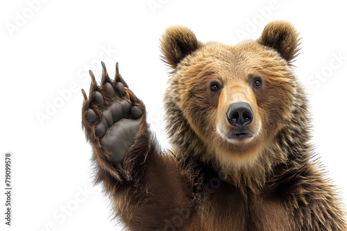 Brown bear isolated on white background