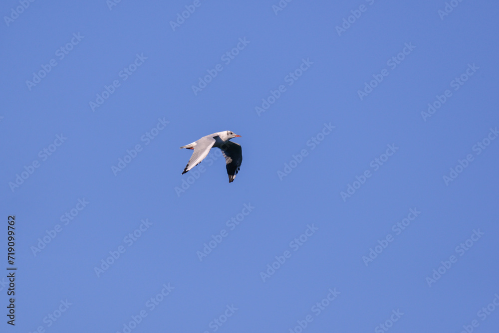 Vega Gull flying on the blue sky. Wild seabird in natural environment Vega Gull flying on the blue sky. Wild seabird in natural environment