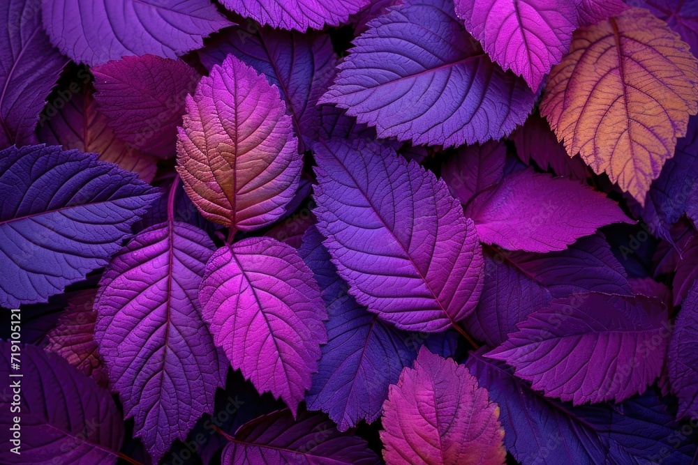Close-up of leaves with rich purple and blue hues. Close-up of leaves with rich purple and blue hues.