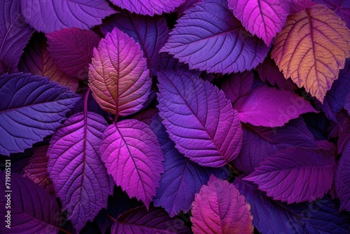 Close-up of leaves with rich purple and blue hues.