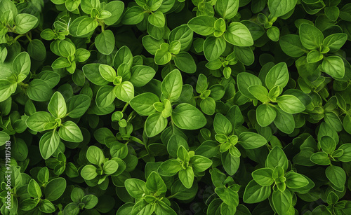 Herbal Mosaic: Intricate Arrangement of Green Herbs