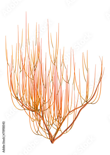 Canvas-taulu 3D Rendering Cornus Bush on White
