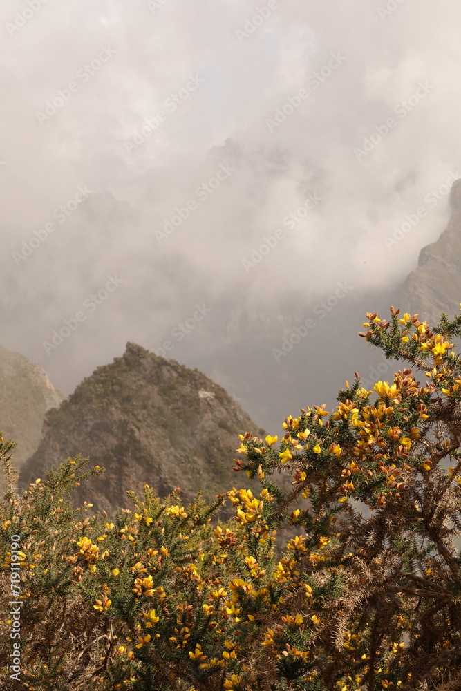 Kłujący krzew o żółtych kwiatach rosnący w górskiej dolinie na wyspie Madera. A prickly bush with yellow flowers growing in a mountain valley on the island of Madeira.