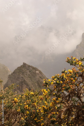 Kłujący krzew o żółtych kwiatach rosnący w górskiej dolinie na wyspie Madera. A prickly bush with yellow flowers growing in a mountain valley on the island of Madeira.