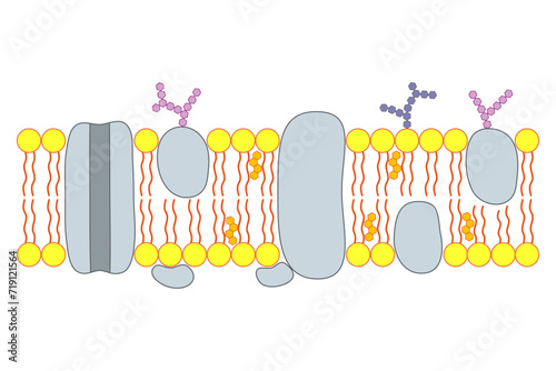 The structure of the cell membrane. photo
