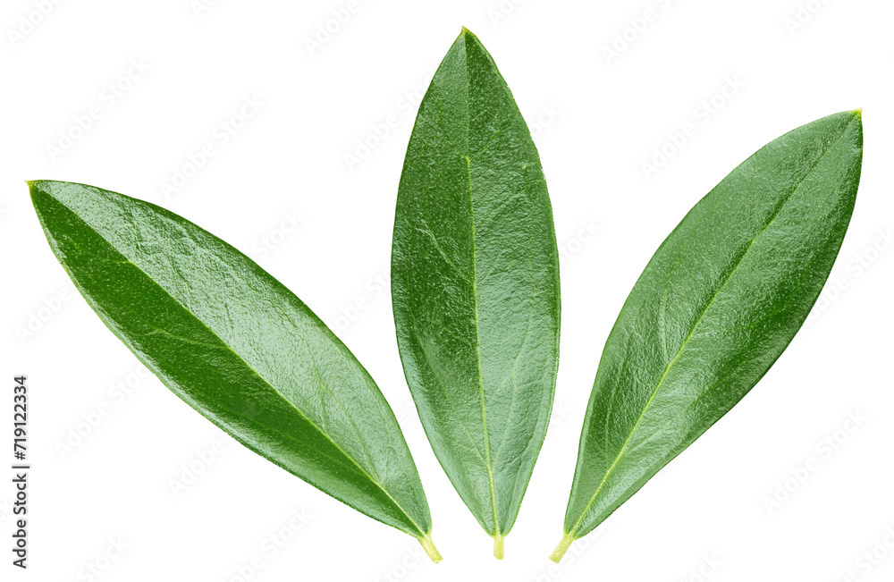 Olive leaf isolated. Olive leaf on white Olive leaf isolated. Olive leaf on white