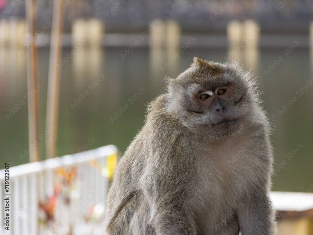 Naklejka premium Scimmia