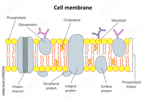 The structure of the cell membrane. Diagram.