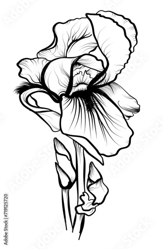hand-drawn illustration of iris flowers vector illustration