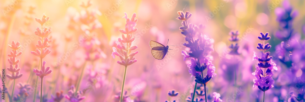 Obraz premium Lavender field with a butterfly, serene summer banner. 