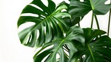 Elegant Monstera Deliciosa: Add a touch of sophistication to your home with this image of a lush Monstera Deliciosa plant, its iconic split leaves creating an eye-catching focal point