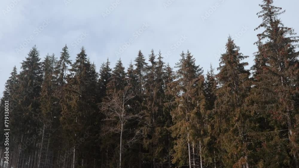Snowy winter mountains with green forest and tall trees. Travel, vacation and relaxation with fresh air. View from the height of a high mountain ski resort Snowy winter mountains with green forest and tall trees. Travel, vacation and relaxation with fresh air. View from the height of a high mountain ski resort