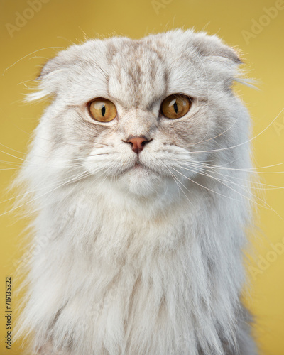 A serene Scottish Fold cat exhibits its unique folded ears and plush white coat, set against a contrasting yellow backdrop. 