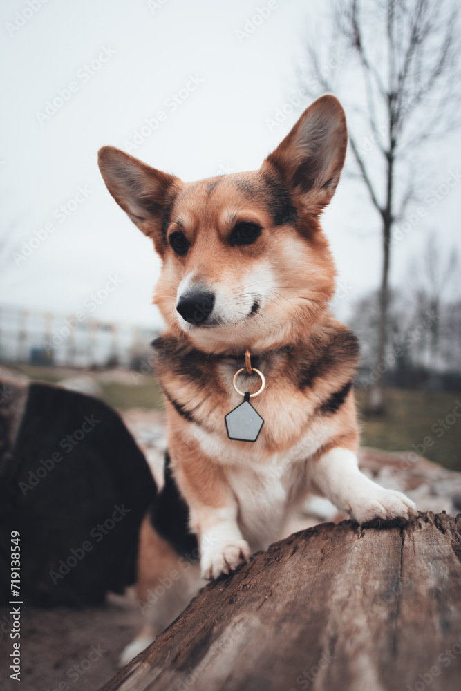 A corgi dog with a collar and dog tag lifts her body onto a piece of wood and slightly stares away from the camera. A day with grey skies in the park. A corgi dog with a collar and dog tag lifts her body onto a piece of wood and slightly stares away from the camera. A day with grey skies in the park.