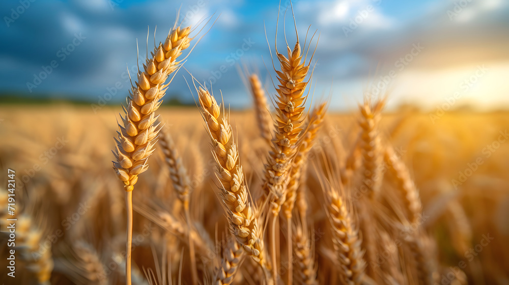 Close up of Golden ripening ears of wheat field. Harvest Time Concept. Close up of Golden ripening ears of wheat field. Harvest Time Concept.