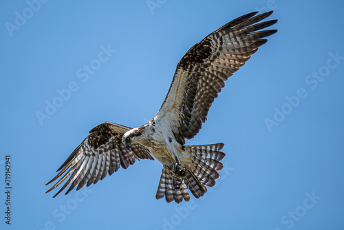 Osprey with it's wings spread wide