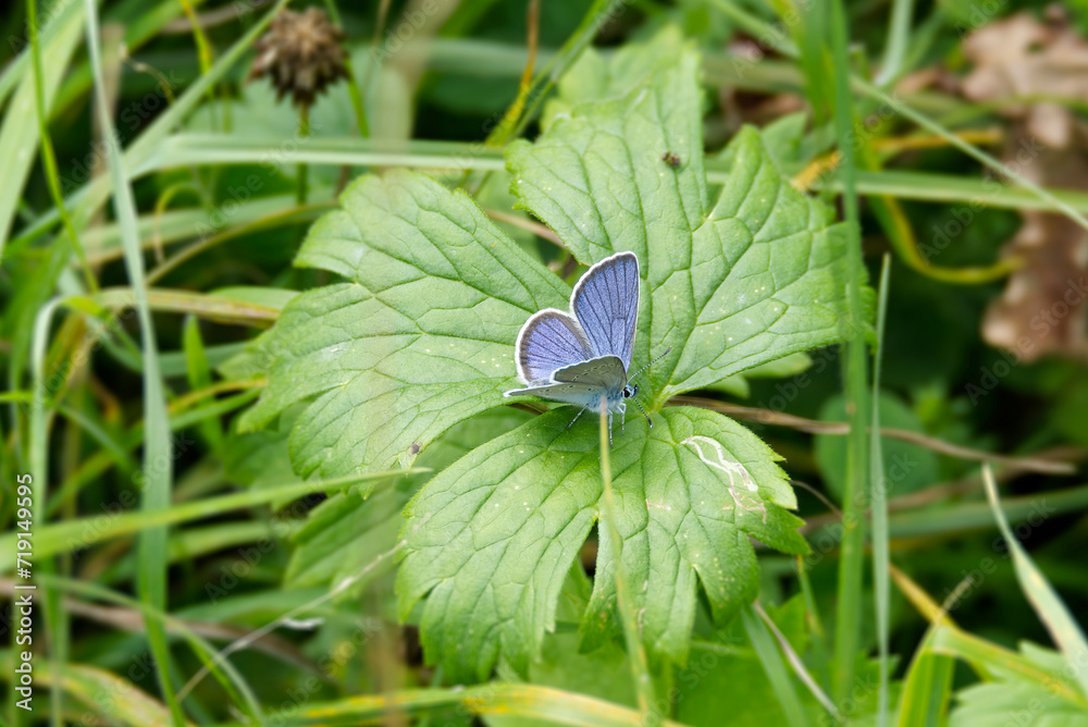 Male Mazarine blue (Cyaniris semiargus) Butterfly sitting on a green leaf in Zurich, Switzerland Male Mazarine blue (Cyaniris semiargus) Butterfly sitting on a green leaf in Zurich, Switzerland